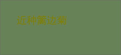 近种篱边菊