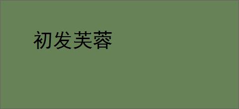 初发芙蓉